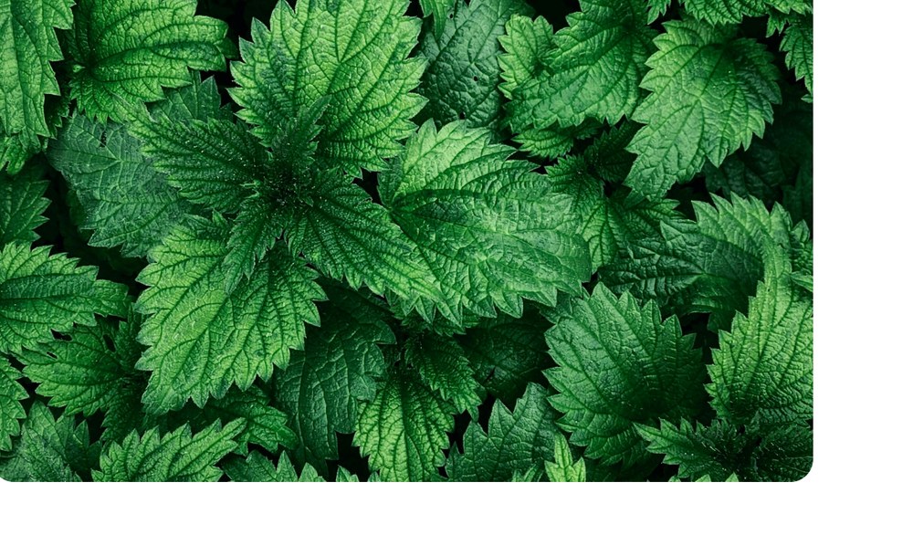 Fitodoctor plant extracts